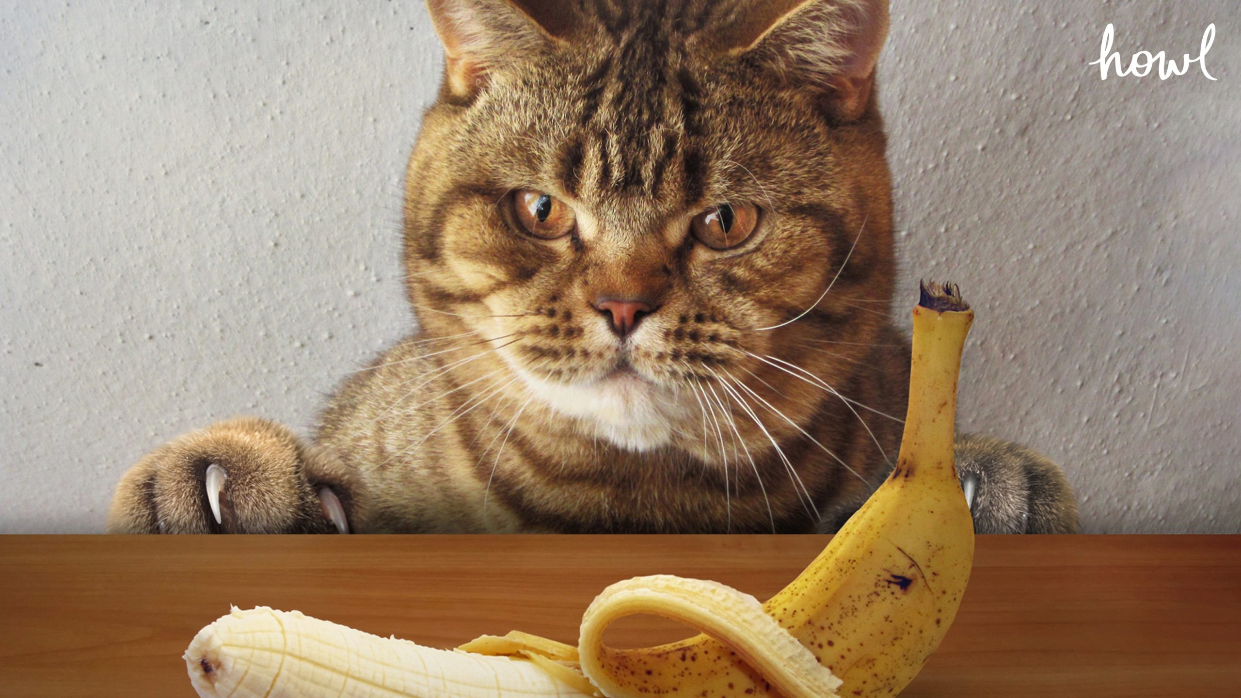 ถ้าไม่อยากให้แมวเกลียดอย่าให้มีกลิ่นนี้ งานวิจัยชี้ น้องแมวไม่ชอบกลิ่นกล้วยสุก